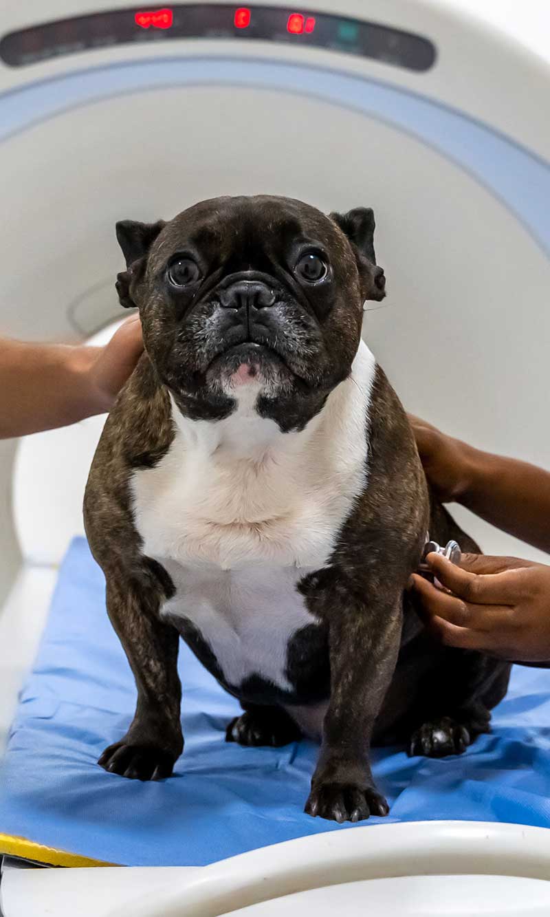 Dog by an MRI Dog by an MRI