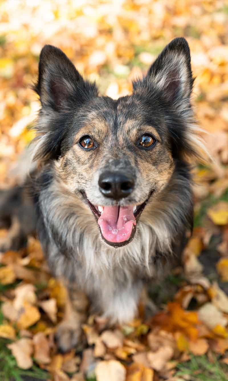 Dog sitting in leaves Dog sitting in leaves