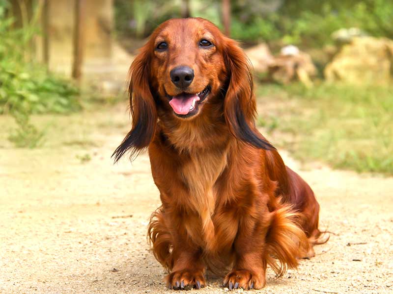 A dachshund on a trail A dachshund on a trail