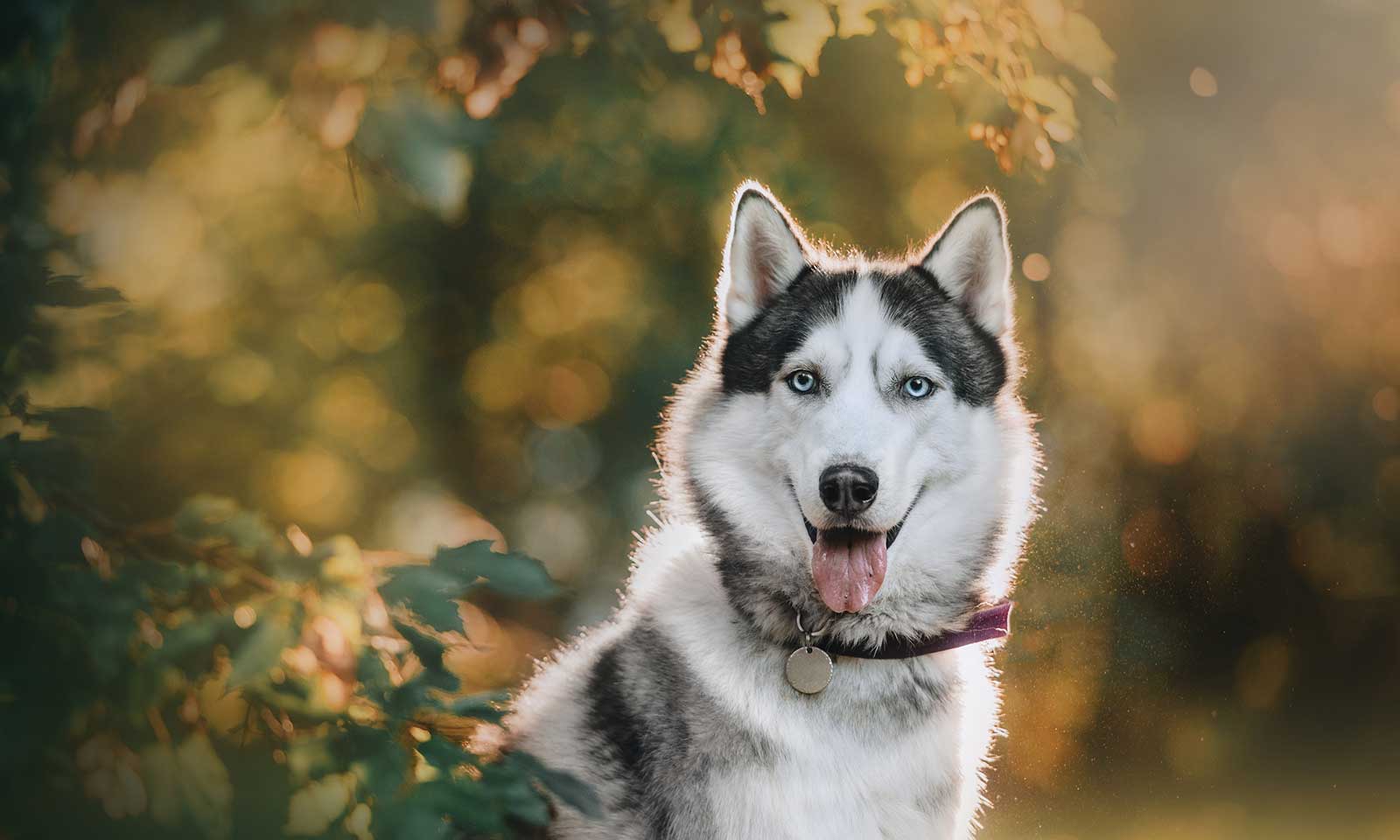 A husky in the outdoors